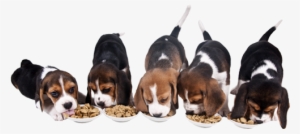 Our Pet Food Contains Exclusive Ingredients Which Have - Food Habits Of A Dog