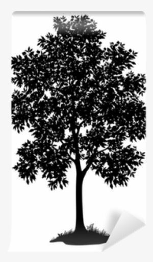Maple Tree And Grass, Silhouette Wall Mural • Pixers® - Big Leaf Maple Tree Silhouette