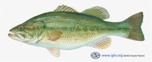 Join The Igfa In Our Upcoming Events To Learn The Basics - Largemouth Black Bass