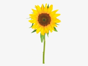 Girasol Blanco Png - Tagalog Name Of Sunflower