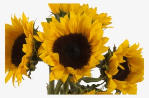 Girasoles - Sunflower