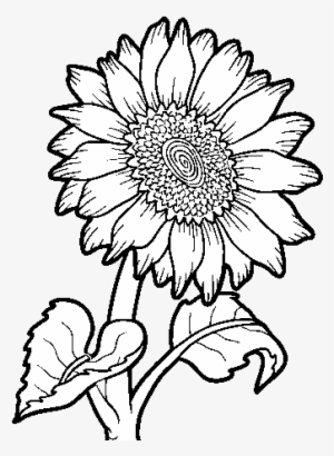 Dibujo De Un Girasol Para Colorear - Outline Images Of Sunflower