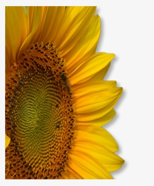 Girasole