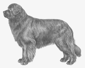 Newfoundland - Disegni Di Cani Terranova