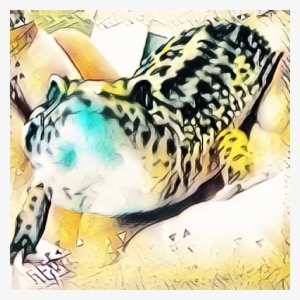 Animal