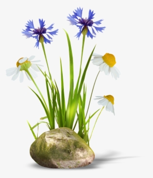 Transparent Background Of Orchids And Daisies - Stone And Grass Png