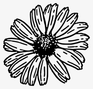 Drawn Daisy Daisy Plant - Gerbera Daisy Clipart Black And White