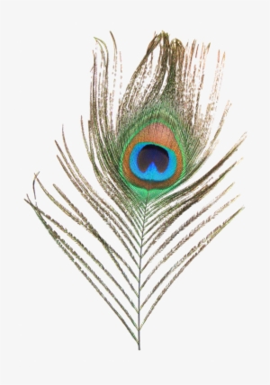 Peacock Feather Png High-quality Image - Peacock Feather Png File