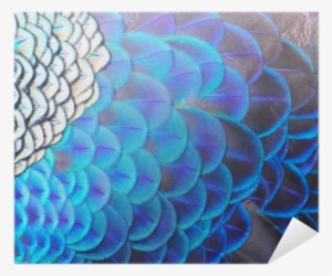 Single Peacock Feathers Png Hd Download - Peafowl