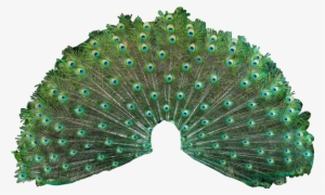 Peacock Showing His Feathers