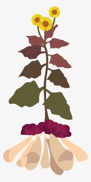 How To Grow Yacon - Smallanthus Sonchifolius Yacon