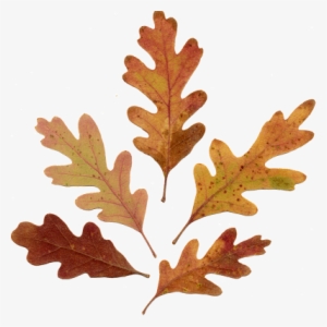 Acorn Leaf Drawing Download - Oak Leaves Drawing