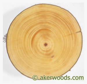 This 4" Diameter Ponderosa Post Is From A Tree Around - Tree Cookie Wood Png