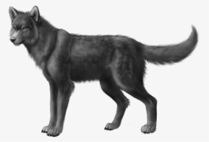 Grey Wolf-0 - Dog Irish Wolfhound Black