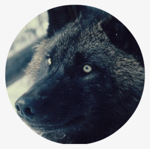 Black Wolf 2 - Wolf