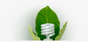 Sustainability-light Bulb - Houseplant