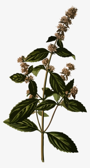 This Free Icons Png Design Of Peppermint