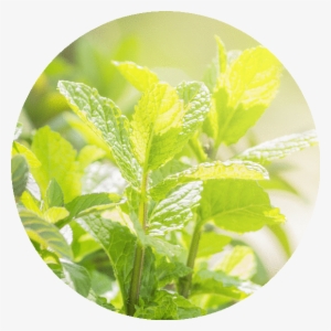 Peppermint