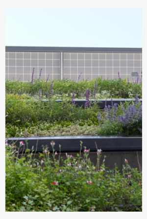 Varieties Including Lavender, Asparagus Ferns, Grasses, - Climbing Plants Parking Garage