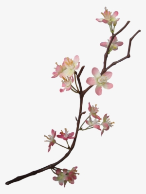 Apple Blossom - Flower