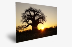 Baobab - Silhouette