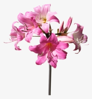 Belladonna, Lily, Flower, Stem, Summer - Stem And Flower Png