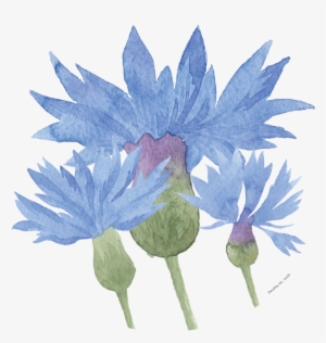Watercolour Cornflower - Image - Floral Design