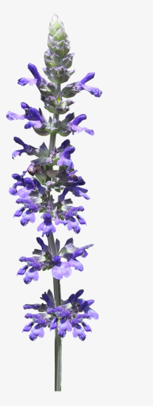 Flower Stem Blue - Flower