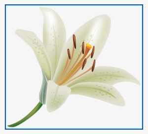 Lily Flower Png Clipart Madonna Lily Flower Clip Art - White Lily Flower Png