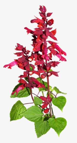 Flower, Red, Stem, Plant, Garden - Smoking Cessation