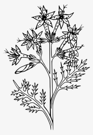 Flower Twig Poinsettia Plant Stem Plants - Drawing Christmas