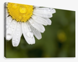 A White Daisy With Water Drops