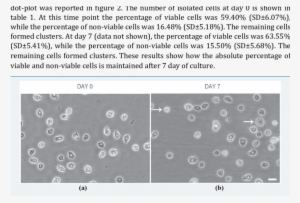 Epidermal Cells At A) Day 0 And B) Day 7 Of Culture - Cell