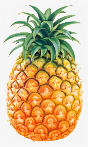 Pineapple Clipart Transparent - Pineapple Png