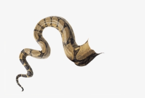 Snaketail Transparent Doctoreno By - Snake Tail Png