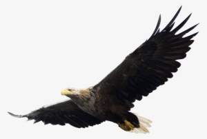 Eagle Png Image - Eagle Png