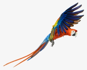 Macaw Png Transparent Images - Macaw Png