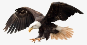 Bald Eagle Png - Eagle Images Hd Png