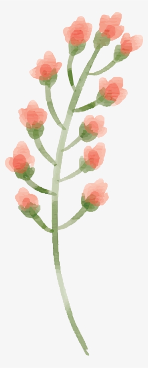 Free Watercolor Flower Images Peach Delight