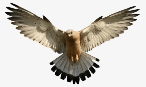 Eagle Png Image Download Png Image - Falcon Transparent