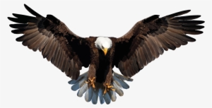 bald eagle png background image - bald eagle transparent background