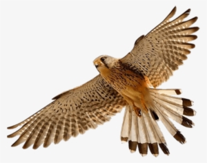 Download Png Image Report - Falcon .png