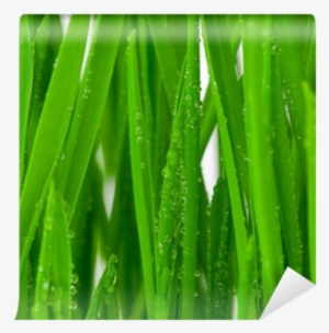 Dew
