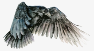 Bird Watercolor Painting Common Raven Drawing - Raven Vector