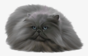 Grey Cat Png Clip Art - Ragdoll Norwegian Forest Cat