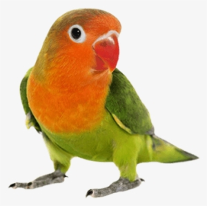 Pet Bird Products - Love Birds Png Hd