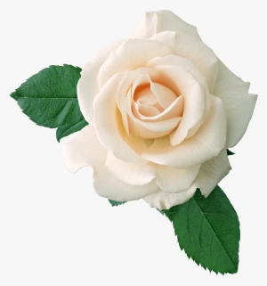 White Rose On Leaves - White Rose Png