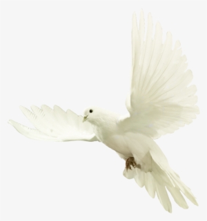 Dove - Dove By Violettalestrange