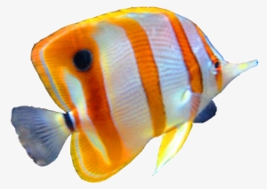 Colorful Fish Png - Fish Png