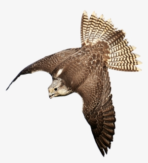 Download Free Falcon Birds Png Transparent Images Transparent - Bird Of Prey Transparent